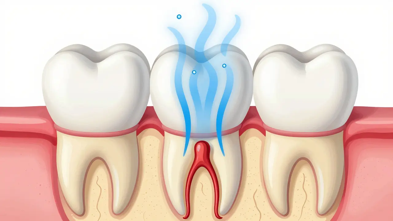 Anatomický průřez zubem ukazující smalt, dentin a nervový dráždění.